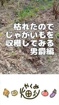 枯れたのでじゃがいもを収穫してみる男爵編【やくみ畑】5.23