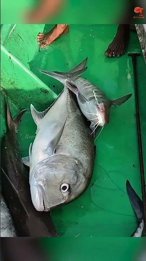 Back to Back Marine Cat Fish Caught in Deep Sea #fishing #fishingvideos #fishingtime