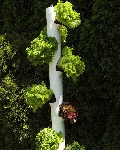 360K views · 1.1K reactions | Grow Your Own Food Saving Space! | Crafty Panda | Facebook