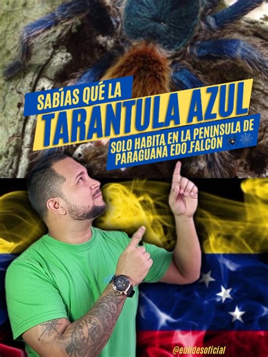 Tarántula Azul: Endemismo de la Península de Paraguaná