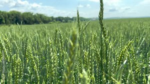 Green ears of wheat gently sway in the wind on a bright sunny day in a field. Growth and ripening of grain crops on a farm field. Ear of young green spring wheat close-up. Wheat field