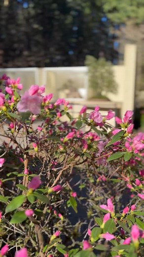 A blooming rhododendron, a raven call, and bonsai. Enjoy a peaceful spring moment. | Pacific Bonsai Museum