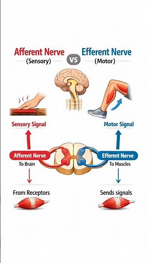 Afferent vs Efferent Nerves Explained | Sensory vs Motor Pathways 🧠⚡ #NEET #Biology