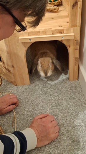 Angry Bunny's Grunt and Growl #bunny #rabbit #freeroamrabbit #shorfs #shortsfeed #shortsvideo #pet