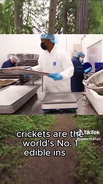 I never thought it would be crickets… #insect #crickets #insects #healthy