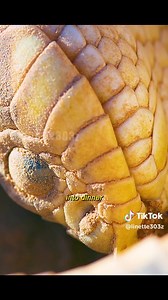 6.1M views · 95K reactions | I never knew the Road Runner was such a good hunter. We learn something new every day. #RoostersWorldja #RoadRunner | Roosters World | Facebook