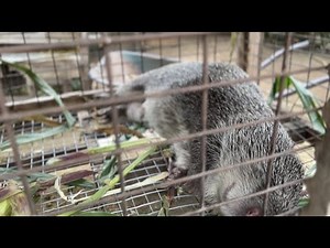 A beginner's Guide to Grasscutter Farming #africa #food #income #money #health #agriculture