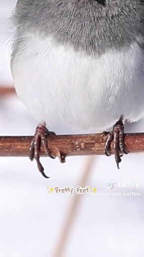 Birds of TikTok: Backyard Birding with Dark-Eyed Juncos