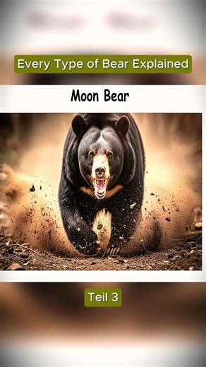 Every Type of Bear Explained part (3)