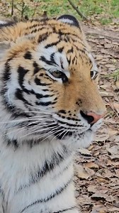 The only talking tiger in the world! Demanding a sofa, TV, heater) #WildlifeWonder #TigerTales #AnimalKingdom #RoaringWild #NatureLover #ProtectOurAnimals #TigerConservation #NatureLover #ProtectOurAnimals #TigerConservation #WildlifePhotography #SafariAdventures #CreatureComforts #JungleVibes #SaveTheTigers #ZooLife #FelineFriends #IntoTheWild #RareSpecies #AnimalSanctuary #WildBeauty #TigerPride #HabitatProtection #fblifestyle | Mihal Tiger