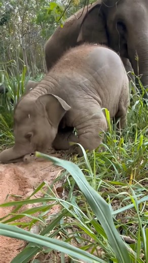 Too Funny! Baby Elephant vs. Its Own Trunk! 😂 #babyelephant #cuteanimal #shorts