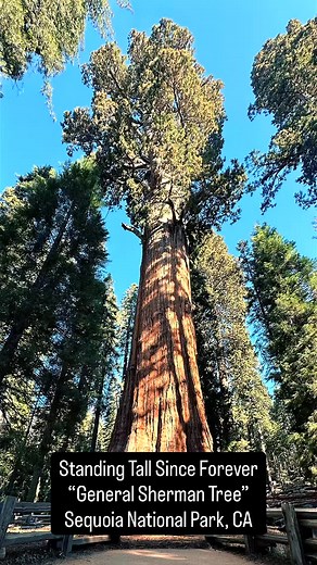 🌲✨ Standing before the General Sherman Tree, the largest tree on Earth by volume! This ancient giant towers 275 feet high and has witnessed over 2,000 years of history. Seeing it in person is absolutely unreal. 🤯🌲 #GeneralShermanTree #SequoiaNationalPark #GiantSequoias #WorldsLargestTree #CaliforniaNature #GiantForest #VisitCalifornia #NationalParkAdventures #AncientTrees #SequoiaNP #LifeOnPawsAndWheels #NatureWonder #OutdoorExploration #TravelCalifornia #RoadTripUSA | Ash Gilpin