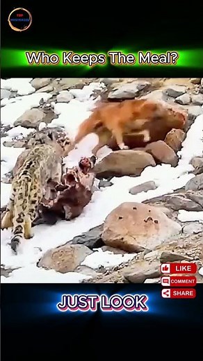 Dog and Snow Leopard Fight Over a Kill – Who Wins? #animals #wildlife #dog #leopard