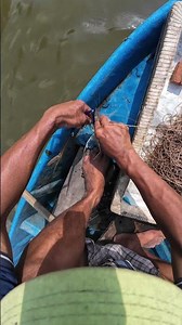 TÔM CÀNG XANH!!! #fishing #vamcotayvlog #cauca