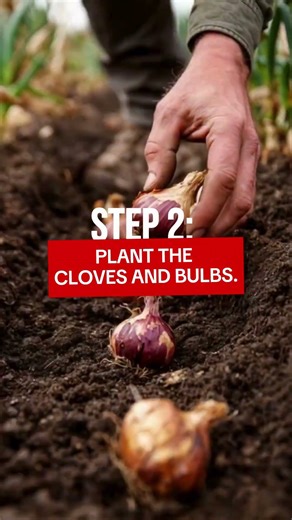How to Plant Onions and Garlic for a Flavorful Spring Harvest #regenerativeagriculture #fypシ