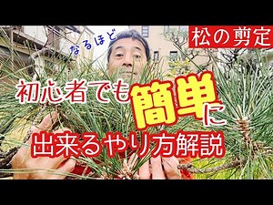 【松の切り方】初心者に分かりやすく解説〔松剪定〕