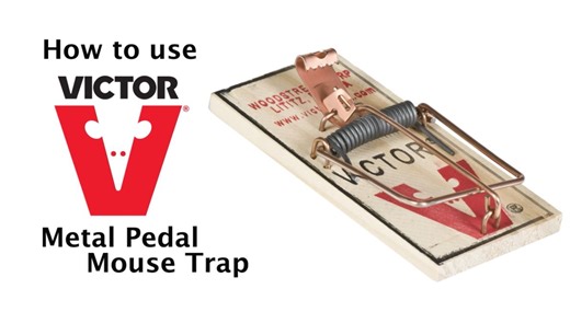 Watch How To Use Victor Metal Pedal Mouse Trap on Amazon Live