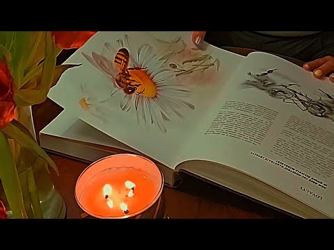 Super Relaxing Page Turning ASMR 📚 (Perfect for Sleep)