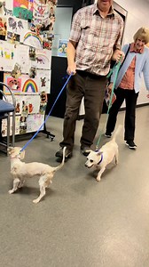 11K views · 1.4K reactions | Simba Jane and Cupcake found their forever home! Enjoy your new family, you two!  | Humane Society of West Michigan | Facebook