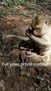 After the Loss: Remembering the Cute Baby Monkey Who Passed Away | Monkey history 2024