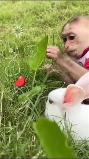baby monkey playing with rabbit #shorts