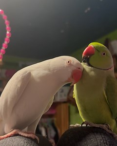 1.4M views · 10K reactions | This is the kind of love I want 凉❤️ | Furry Tails | Facebook