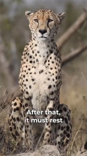 🐆 The Hidden Weakness of a Cheetah! #Shorts