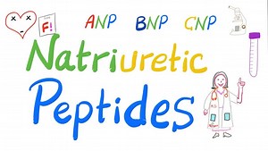 12 reactions | Natriuretic Peptides | ANP, BNP & CNP | Atrial Natriuretic Peptide (ANP), Brain Natriuretic Peptide (BNP), C-Type Natriuretic Peptide (CNP) | Lab 離 | Medicosis Perfectionalis | Facebook