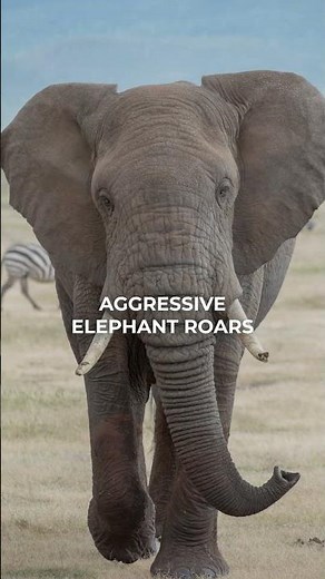 Tyrannotitan Call inspo! 📢 #shorts