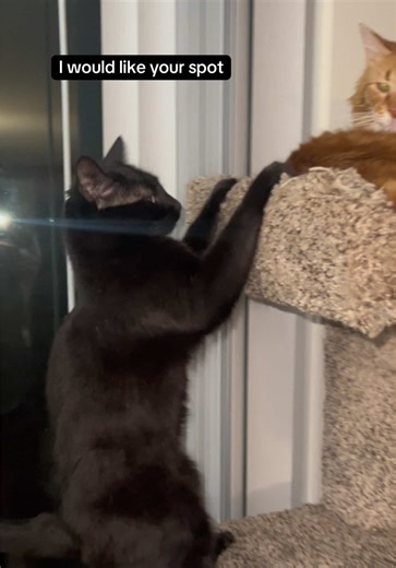 Cat drama orange vs black. #blackcats #catsoftiktiok #orange