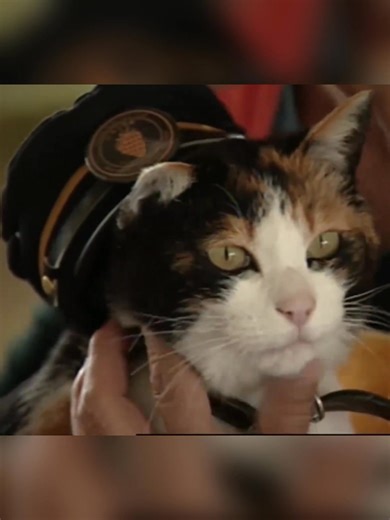 14K views · 363 reactions | In 2007, a stray calico named Tama became Stationmaster of Kishi Station in Japan. Her charm boosted ridership by 17% in a single month, saving the struggling railway from closure. Today, her feline successors continue her legacy, proving that one cat truly changed everything. :- @ShebaBrand :- @AnimalWised :- @leokoki2024 #Japan #CatStationMaster #Tama #History #Inspiration #PositiveStories | Facts Wiki | Facebook