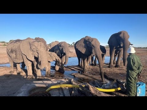 Botswana LIVE | Zebras, Elephants & More on the Boteti River