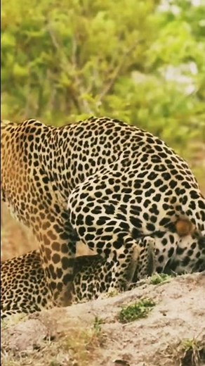 Leopard Mating Season at Mala Mala. #shorts #leopard #wildlife