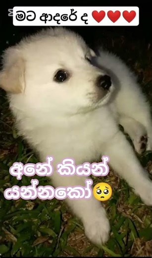 අනේ අපිට ආදරේ කව්ද?🥺කියන් යන්නකෝ❤️🥺 This Puppy Asked "Do You Love Me?" 1.7K Said YES! 🥺❤️ #shorts