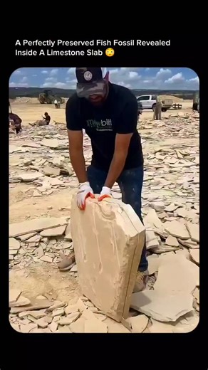 explain_eduverse_ on Instagram: "A perfectly preserved fish fossil revealed inside a limestone slab — a window into ancient aquatic life frozen in time. Millions of years ago, this fish sank to the bottom of a calm lake or sea and was quickly buried by fine layers of sediment. Over countless ages, minerals replaced its organic tissues, turning it into stone while retaining its delicate details. When the rock was split open, the fossil appeared exactly where it had rested since prehistory — a rem