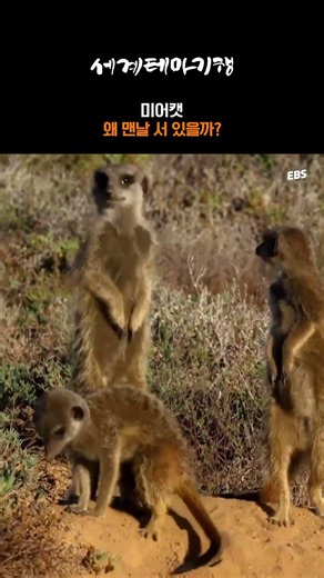 The reason meerkats were standing... #WorldThemeTravel #SouthAfrica #Meerkat