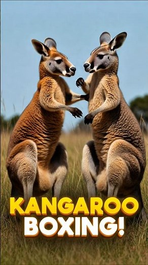 Kangaroo Boxing Fight 😱 | Wild Animal Battle #facts #animals #shorts
