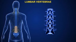 Vertebrae Human Vertebral Column Divided Different Regions Which Correspond Curves