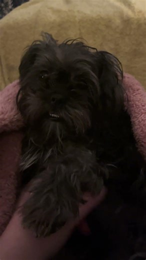 My Furry Bestie #Lhasapoo #Maltese