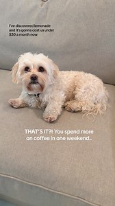 10K views · 2.3K reactions | Pet Insurance that just makes sense. | Lemonade | Facebook