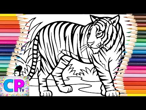 Tiger Coloring Pages,Wild Tiger is Walking and Ready for Action,Coloring Pages Tv