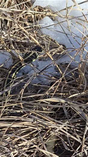 SNAKES IN THE MIDDLE OF WINTER?? are we witnessing microevolution??