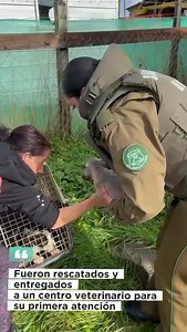 110K views · 554 reactions | #PuertoMontt #Alerce Detienen a mujer en...