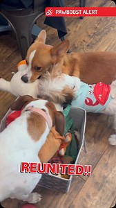 💚🧡 Happy Tails Alert!! 🧡💚 PawBoost loves to share happy endings!! 🐶🐱 Want to hear about more heartwarming reunions? Check our blog for more Happy Tails -> https://www.pawboost.com/blog/categories/happy-tails/ #pawboost #LostAndFoundPets #PetReunion #Reunited #HeartwarmingMoments #TikTokPets #Reunited #lostcats #lostdogs #reunion #happytails #pawboosthappytails #DogReunion #CatReunion #powerofcommunity #dogs #pets #cats #dogsofinstagram #catlover #cats #happyheart | PawBoost