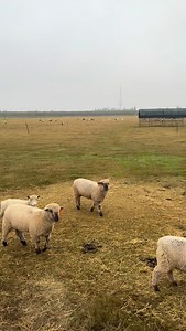 You can’t have a bad day after watching this. | Dutch Hollow Farms
