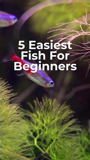 5 EASIEST FISH FOR BEGINNERS (PART 2)