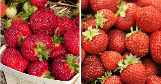 Honeoye Strawberry Variety Info And Grow Guide