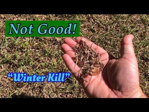 Centipede Grass can be frustrating…Winter Kill