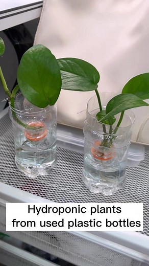 Hydroponic plants from used plastic bottles #fyp #pltans #hydropinic #bottles
