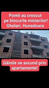 67K views · 871 reactions | Pomii au crescut pe blocurile minierilor! #reels #abandoned #leave #crazy #poverty #amazing #curiosity #travel #terrified #sad #romania #minier | Hai La Drum | Facebook